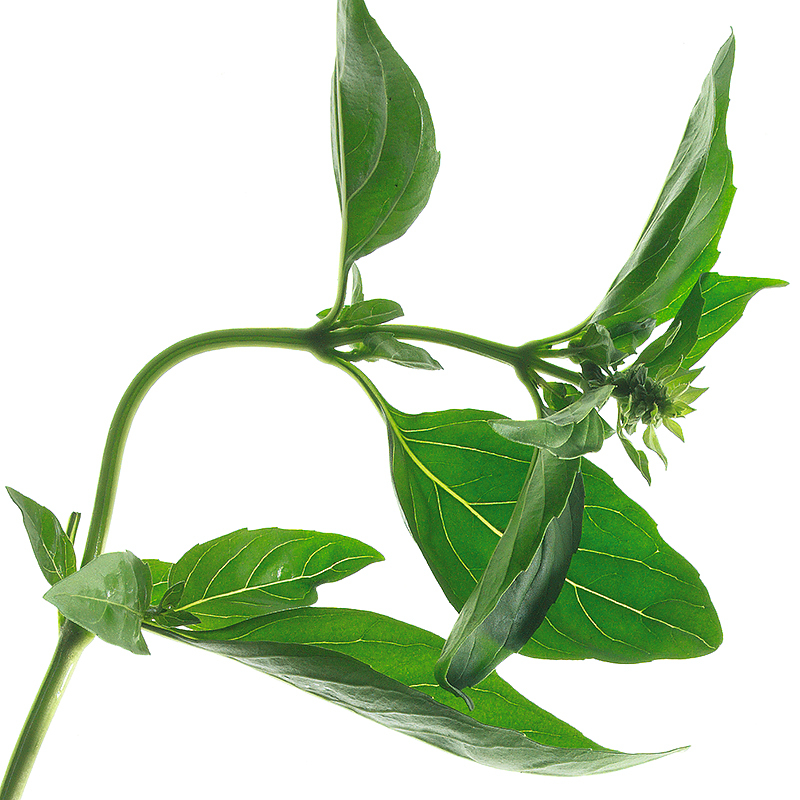 Basilikum gesiebt 3mm LowBAC