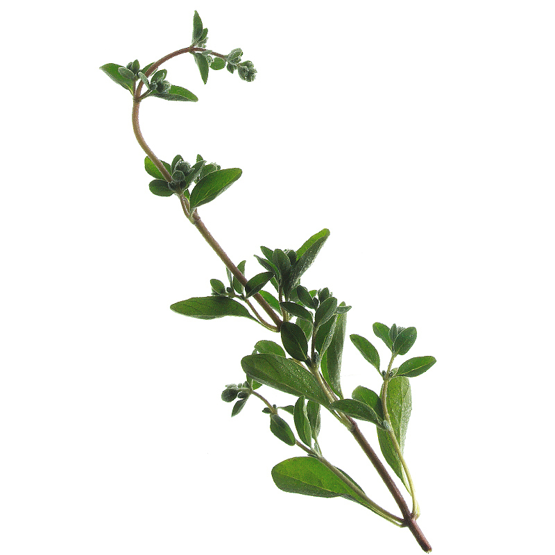 Majoran gesiebt 1-3mm