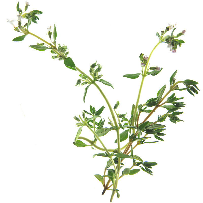 Thymian spanisch 2-6mm