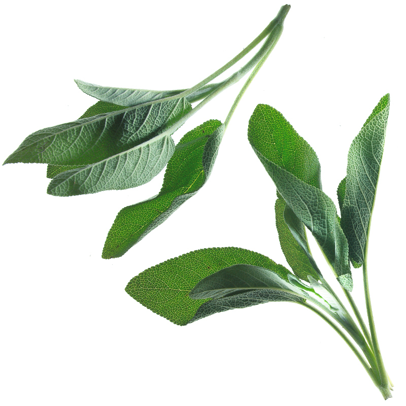 Salbei Grobschnitt EU-BIO